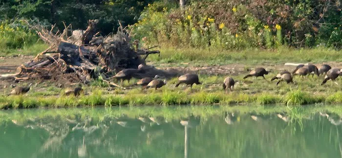 Camp English Hill LLC Picture 4