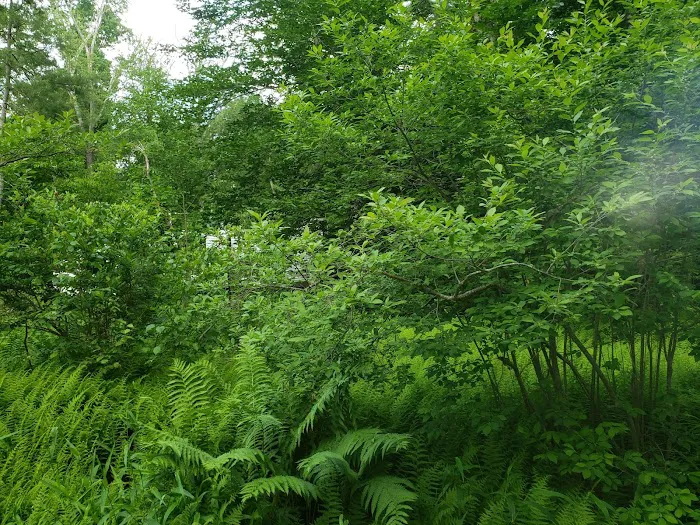 Colaluca Family Campground (previously known as Ginny B Campground) Picture 6