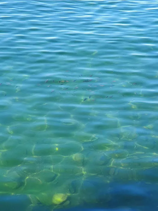 Juanita Island Campground #3 (dock) Picture 2