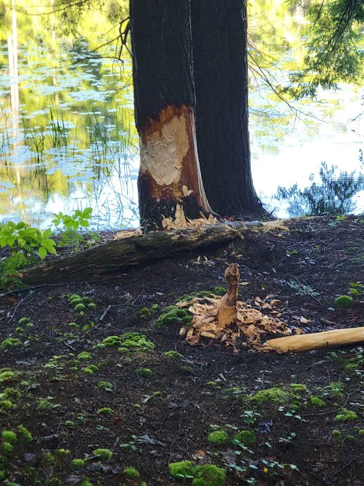 Half Moon Pond State Park Campground Picture 3