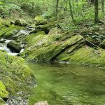 Chittenden Brook Campground
