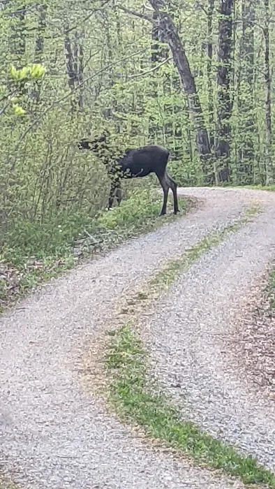 Moosalamoo Campground Picture 9