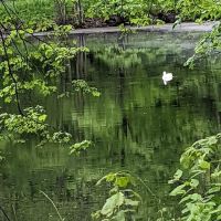 Camp Ponagansett ico