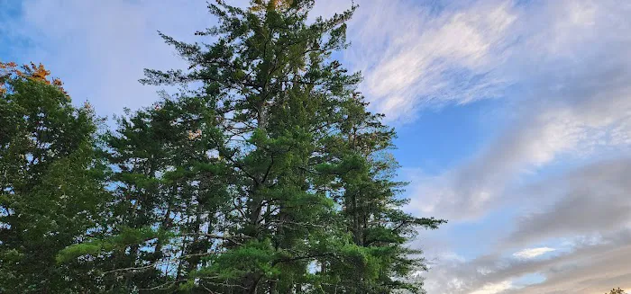 Calef Lake Campground Picture 2