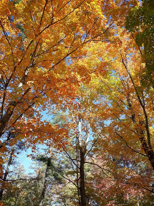 Calef Lake Campground Picture 10