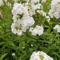 Camp Forty Acres ico