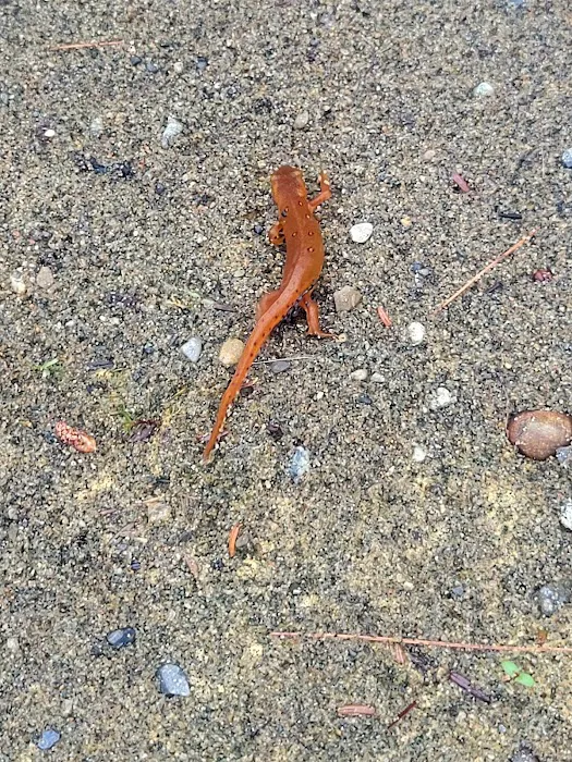 Paradox Pond Campground Picture 5