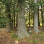 Tioga Point Campground - Lean-To - Site #7