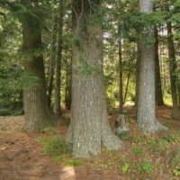 Tioga Point Campground - Lean-To - Site #7 ico