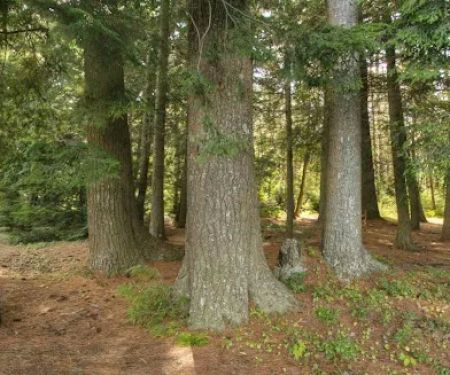 Tioga Point Campground - Lean-To - Site #7