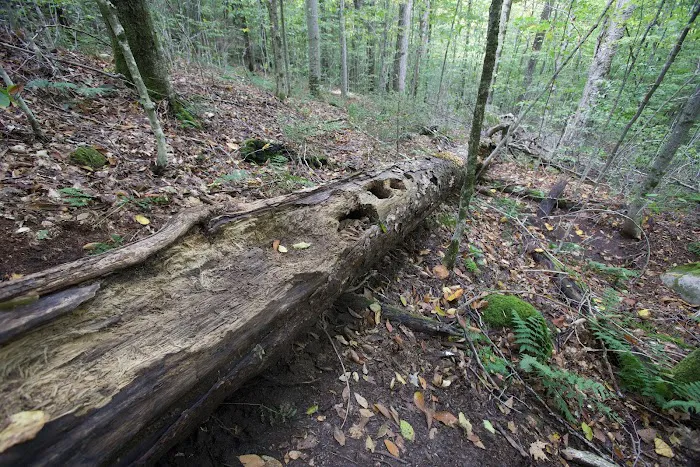 Cranberry Lake Campground Picture 4