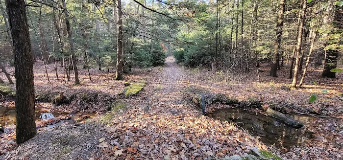 Campsite #88 Picture 5