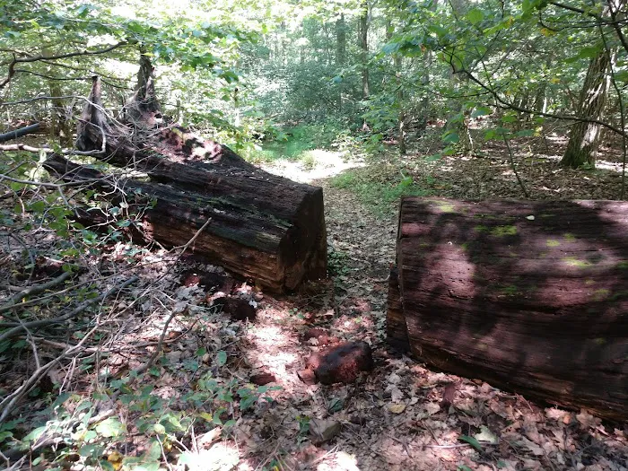 Campsite #86 Picture 4