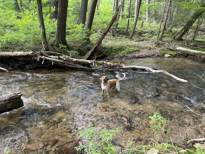 Campsite #86 Picture 6