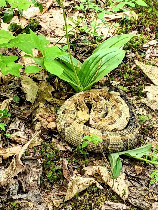 Campsite #86 Picture 3