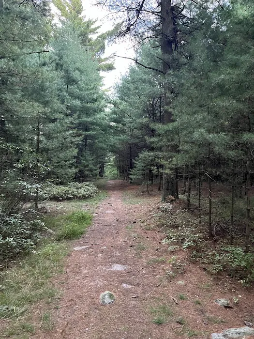 Primitive Campsite #10 Picture 5