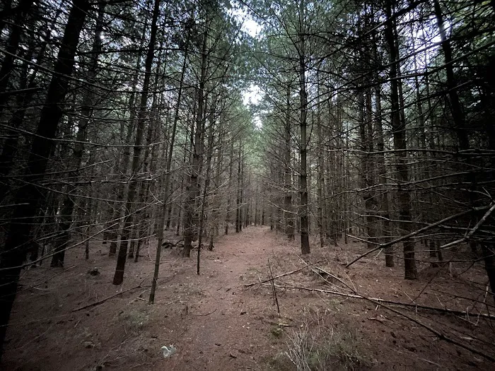 Primitive Campsite #10 Picture 4