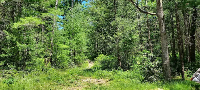 Primitive Campsite #11 Picture 4