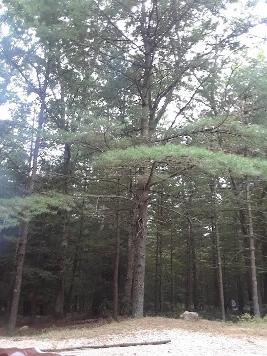 Primitive Campsite #11 Picture 6