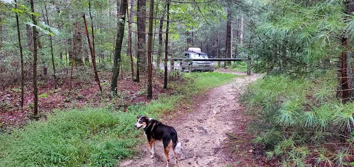 Primitive Campsite #11 Picture 8