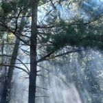 Primitive Campsite #11