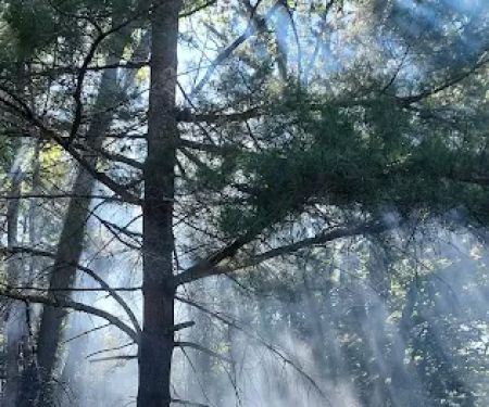 Primitive Campsite #11