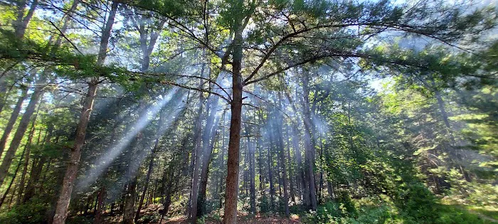 Primitive Campsite #11 Picture 5