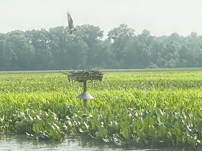 Patuxent River Park - Pavilion and Camp Ground Picture 8