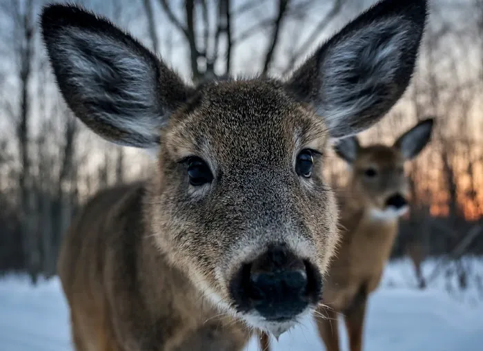 Stay Bristol Woodlands Picture 7