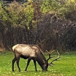 Elk Country Campground