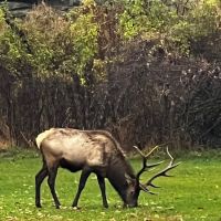 Elk Country Campground ico