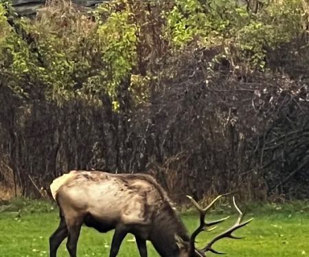 Elk Country Campground