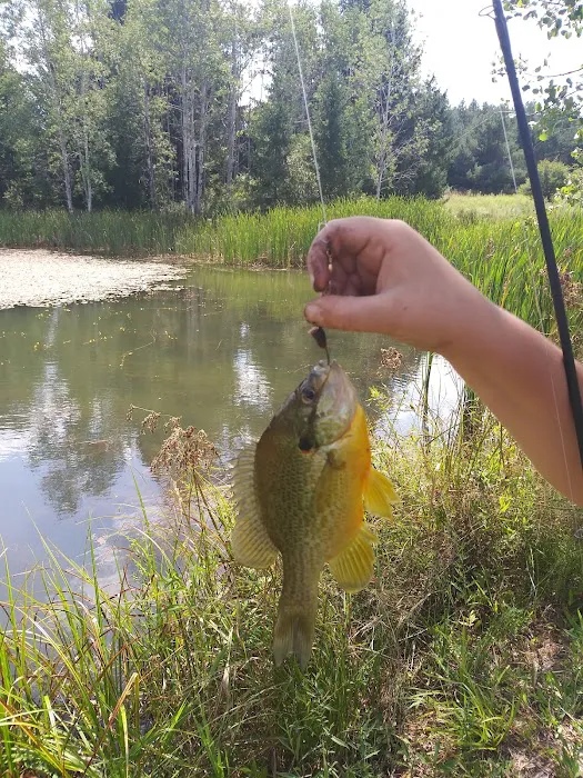 Rushford Lake Campground Picture 5