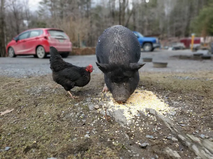 The Greenhouse Picture 3