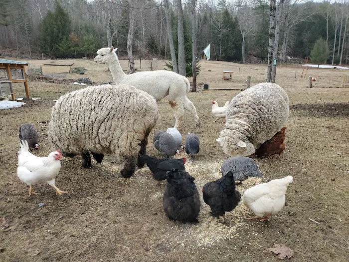 The Greenhouse Picture 8