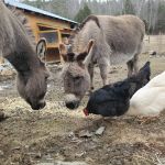 Grandmother Pine Tent Deck