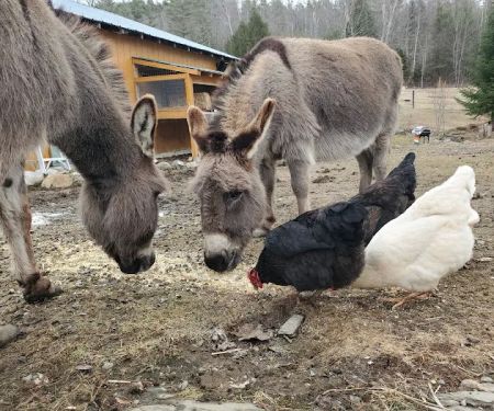 Grandmother Pine Tent Deck