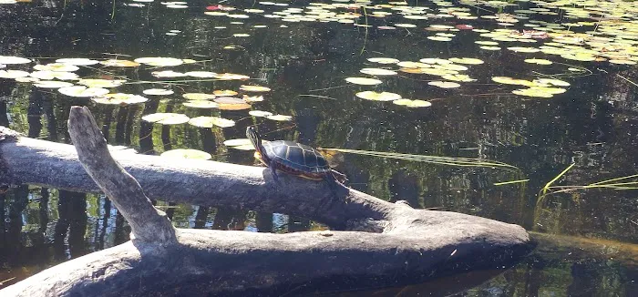 Beaver Pond Campground Picture 10