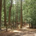 Lone Tree Camp & Cabins