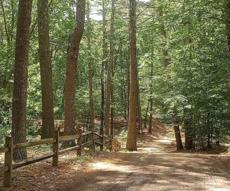 Lone Tree Camp & Cabins
