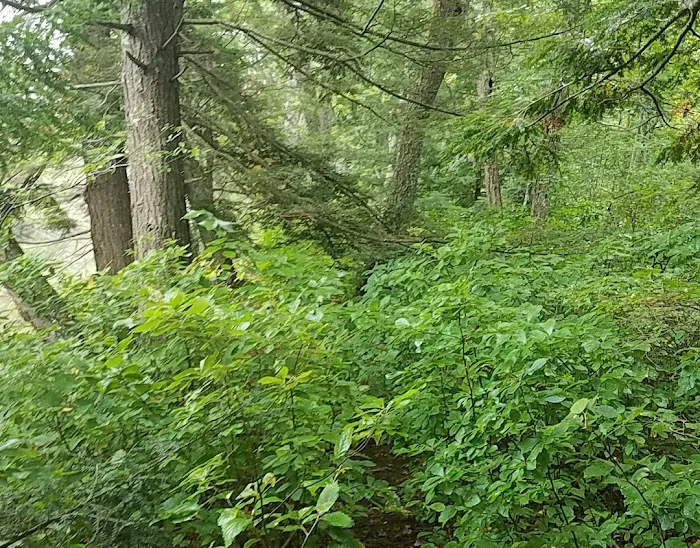 Wadleigh Falls Campground Picture 4