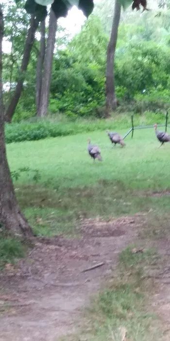 Portsmouth Camp Meeting Picture 3