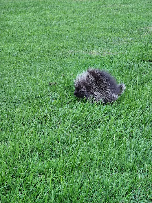 Wellesley Island State Campground Picture 10