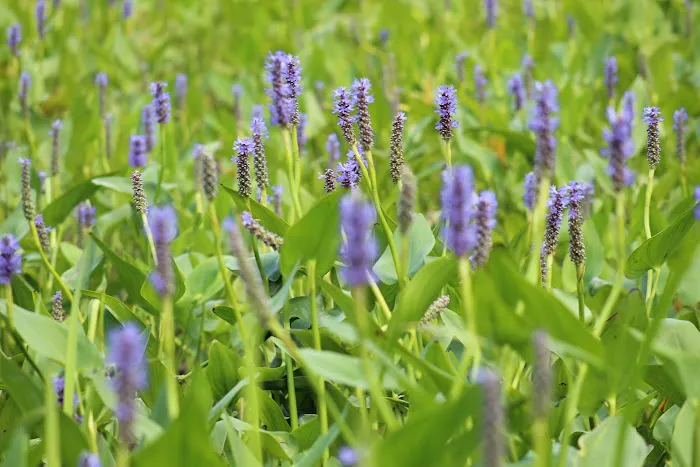 Back Bay Campground & Cottages Picture 7