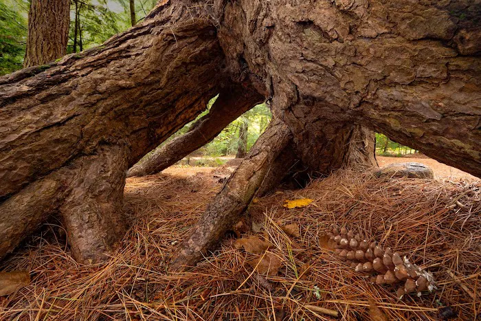 Fish Creek Pond Campground Picture 4