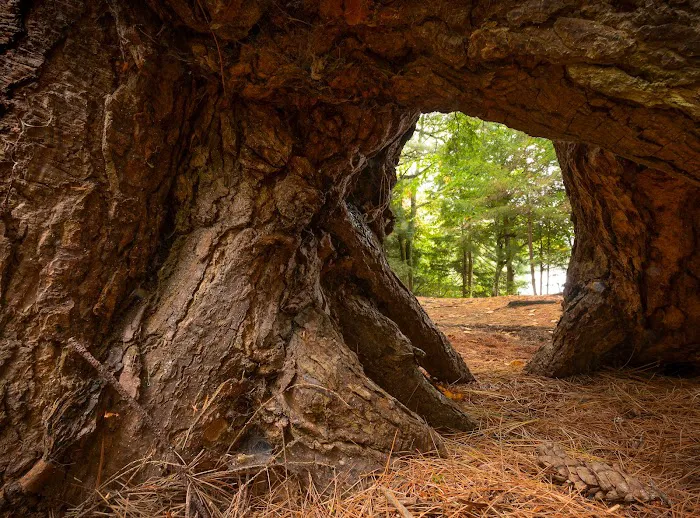 Fish Creek Pond Campground Picture 2