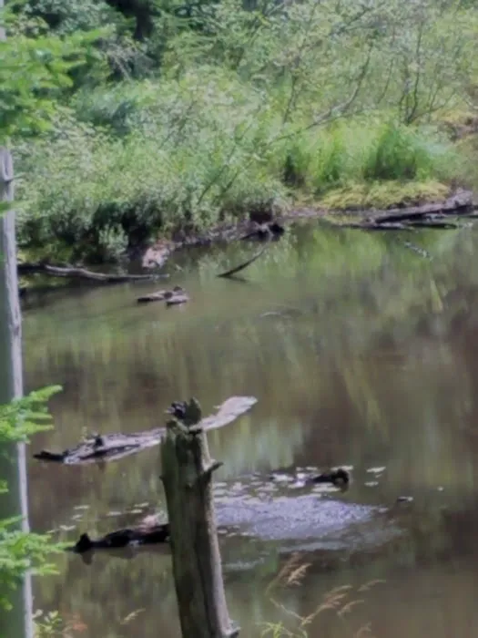 Fish Creek Pond Campground Picture 6