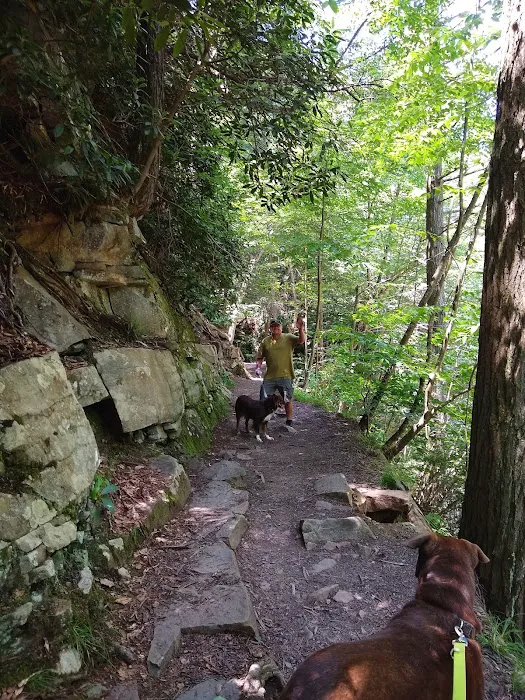 Rothrock State Forest Campsite #1 Picture 6