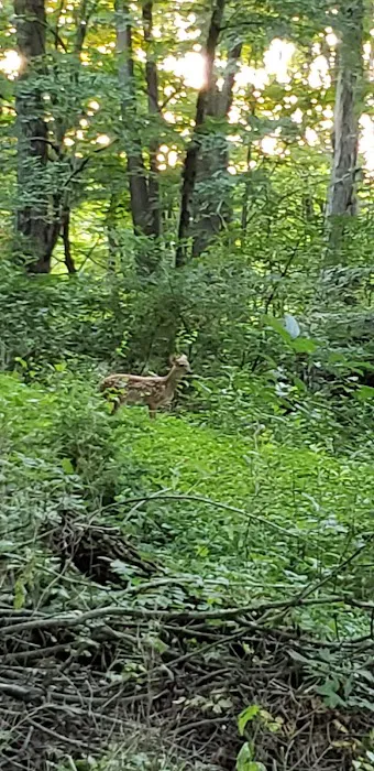 L&L Campground Picture 10