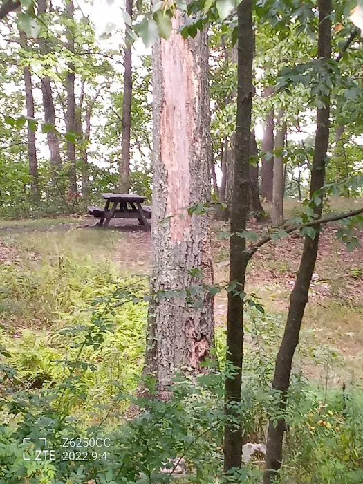 Rothrock State Forest Campsite #2 Picture 6